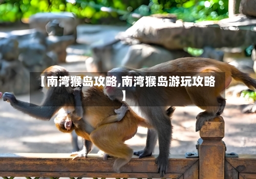 【南湾猴岛攻略,南湾猴岛游玩攻略】