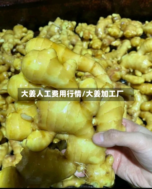 大姜人工费用行情/大姜加工厂-第2张图片