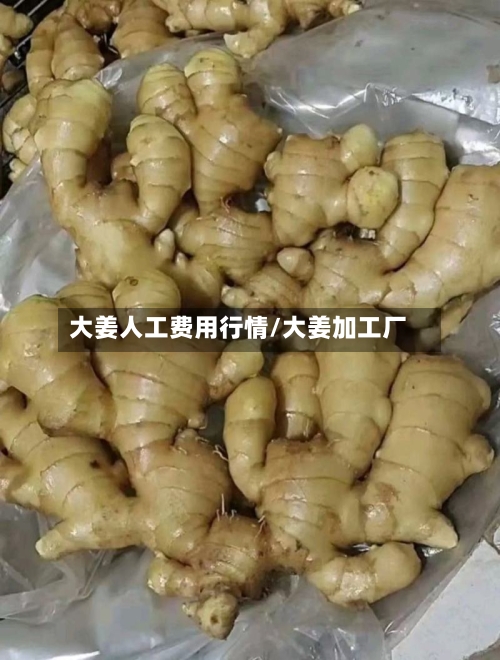 大姜人工费用行情/大姜加工厂-第1张图片