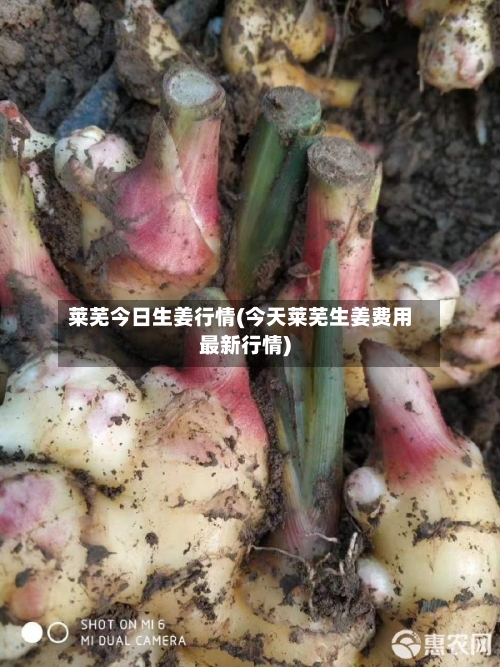 莱芜今日生姜行情(今天莱芜生姜费用最新行情)