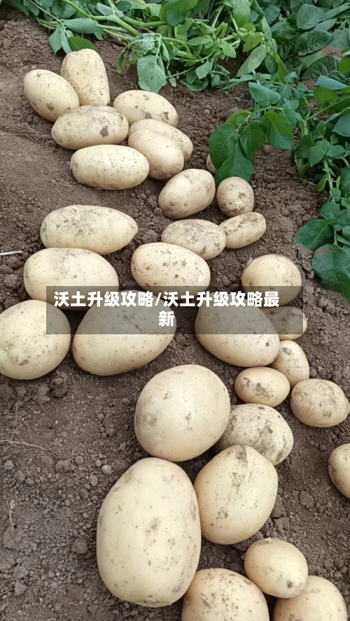 沃土升级攻略/沃土升级攻略最新