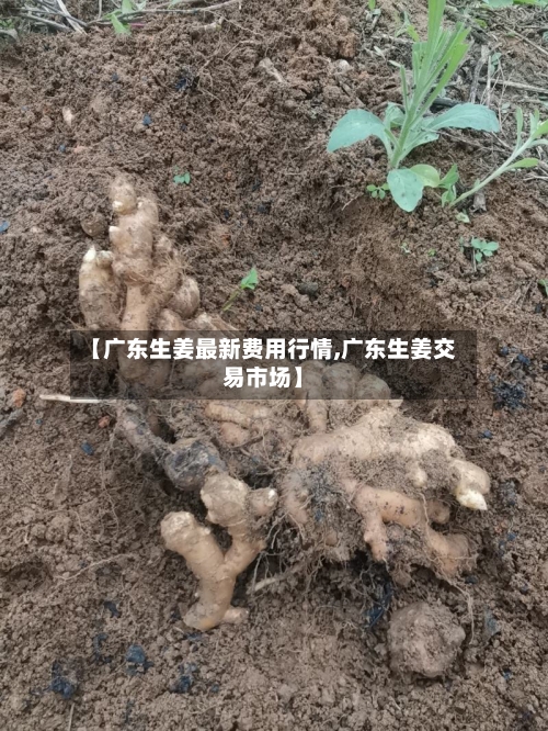 【广东生姜最新费用行情,广东生姜交易市场】