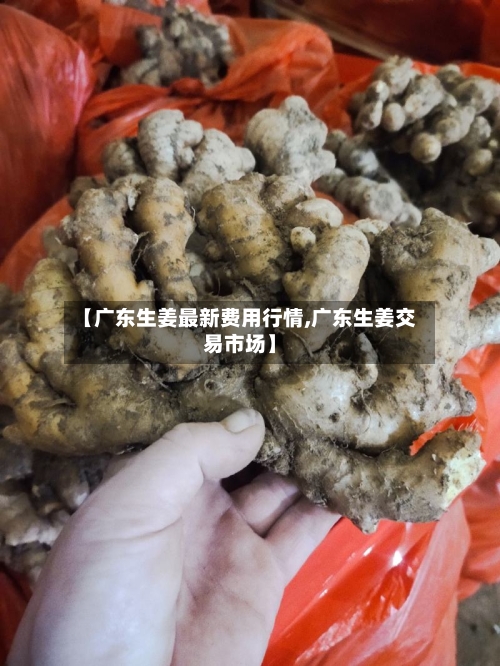 【广东生姜最新费用行情,广东生姜交易市场】-第2张图片