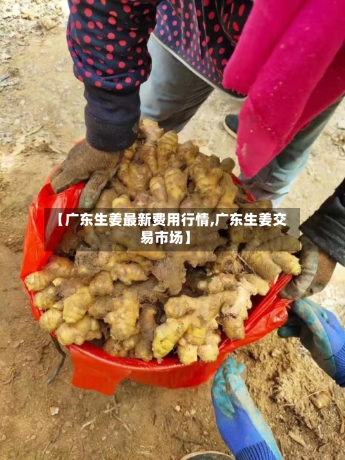 【广东生姜最新费用行情,广东生姜交易市场】-第3张图片
