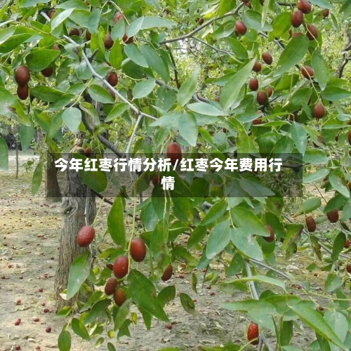 今年红枣行情分析/红枣今年费用行情-第2张图片