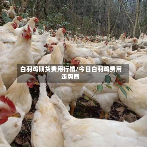 白羽鸡期货费用行情/今日白羽鸡费用走势图-第1张图片