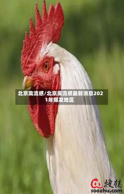 北京禽流感/北京禽流感最新消息2021年爆发地区-第3张图片