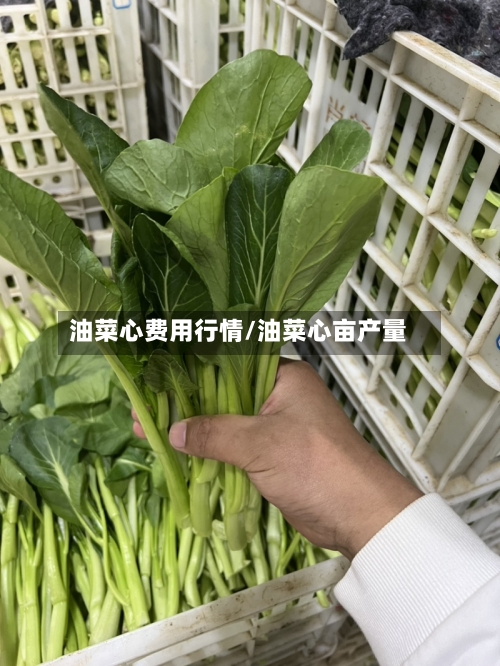 油菜心费用行情/油菜心亩产量-第1张图片