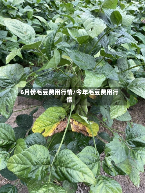 6月份毛豆费用行情/今年毛豆费用行情-第2张图片