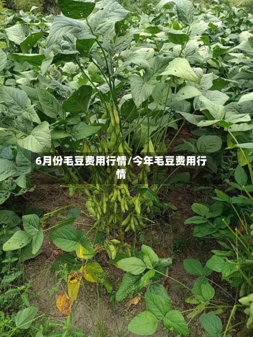 6月份毛豆费用行情/今年毛豆费用行情-第1张图片