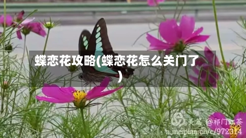 蝶恋花攻略(蝶恋花怎么关门了)
