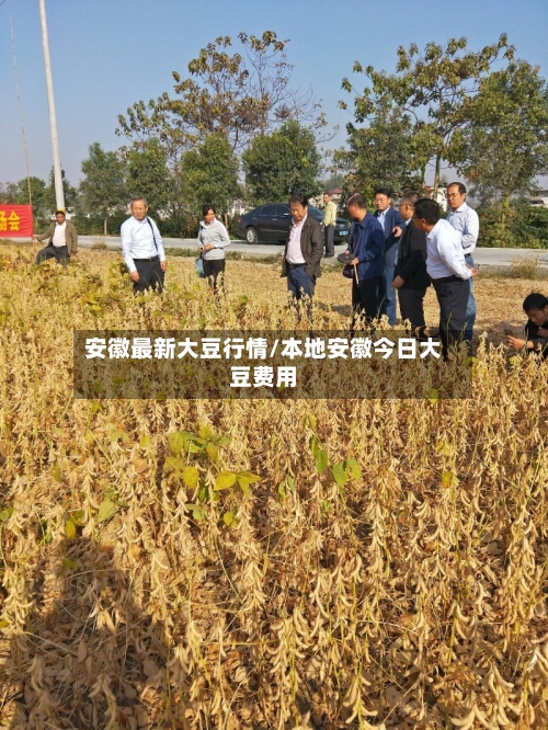 安徽最新大豆行情/本地安徽今日大豆费用-第2张图片