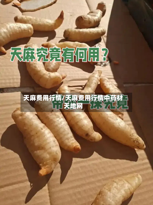 天麻费用行情/天麻费用行情中药材天地网-第2张图片