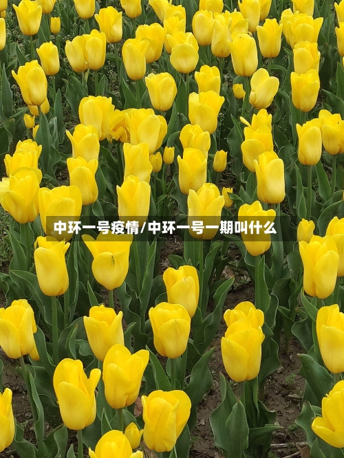 中环一号疫情/中环一号一期叫什么-第1张图片