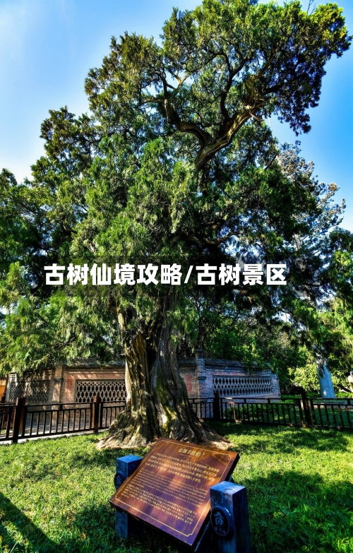 古树仙境攻略/古树景区-第3张图片