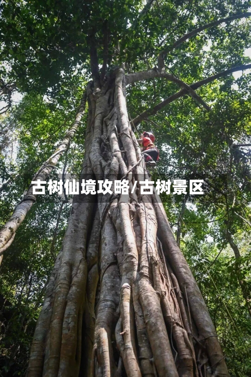 古树仙境攻略/古树景区-第2张图片