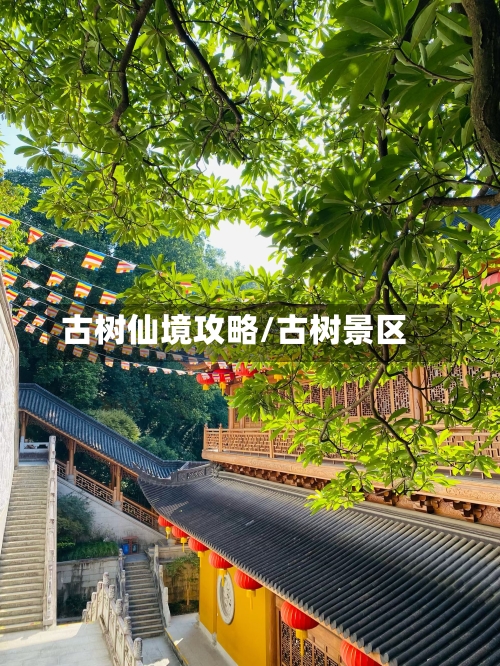 古树仙境攻略/古树景区