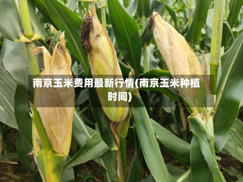南京玉米费用最新行情(南京玉米种植时间)-第2张图片