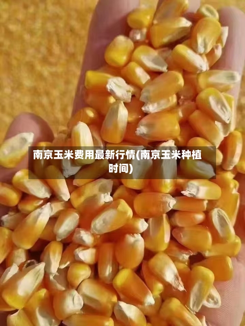 南京玉米费用最新行情(南京玉米种植时间)-第1张图片