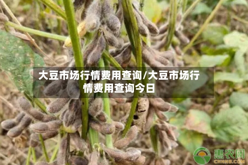 大豆市场行情费用查询/大豆市场行情费用查询今日-第1张图片