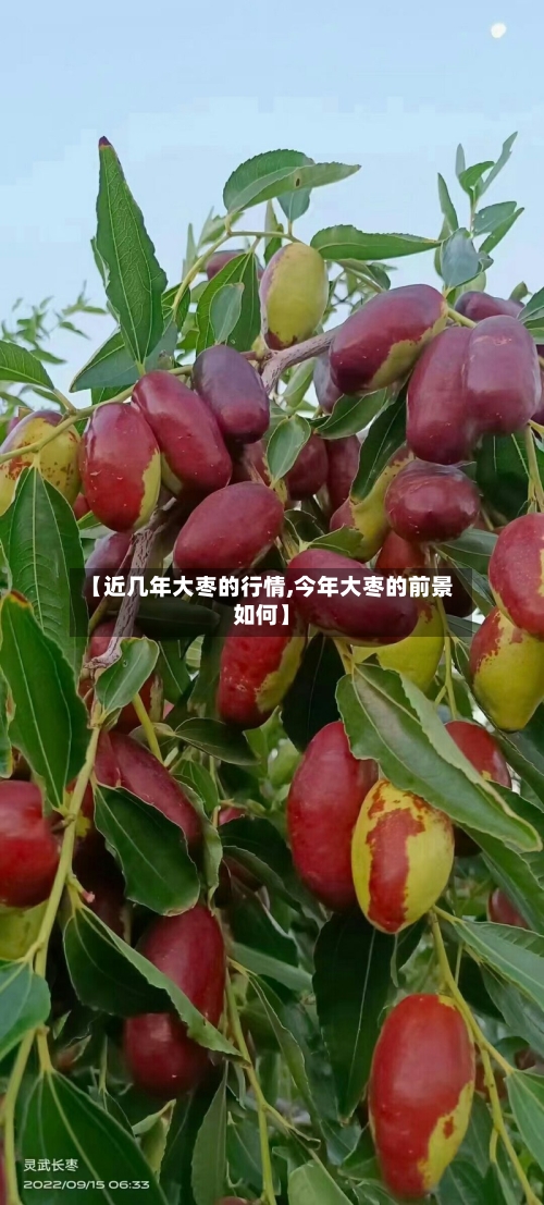 【近几年大枣的行情,今年大枣的前景如何】-第2张图片