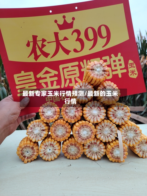 最新专家玉米行情预测/最新的玉米行情-第1张图片