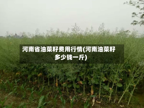 河南省油菜籽费用行情(河南油菜籽多少钱一斤)-第3张图片