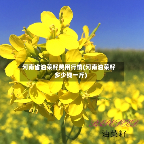 河南省油菜籽费用行情(河南油菜籽多少钱一斤)