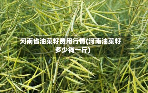 河南省油菜籽费用行情(河南油菜籽多少钱一斤)-第2张图片