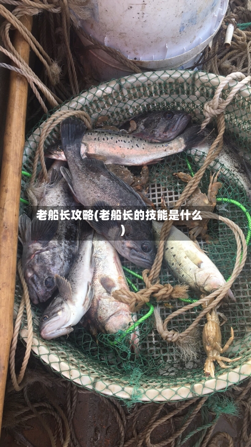 老船长攻略(老船长的技能是什么)-第3张图片