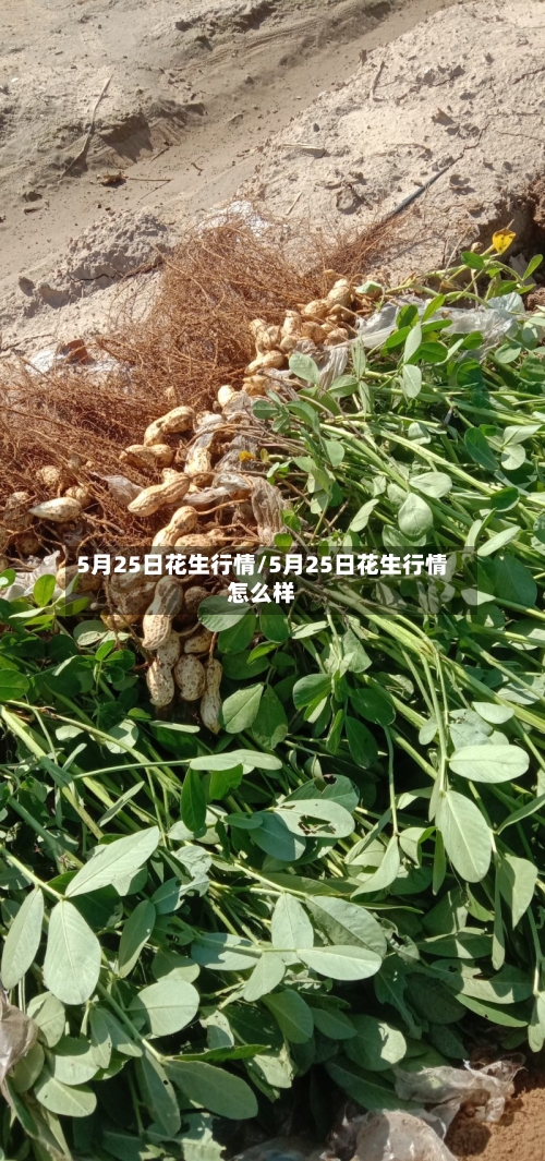 5月25日花生行情/5月25日花生行情怎么样-第1张图片