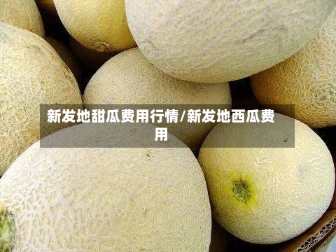 新发地甜瓜费用行情/新发地西瓜费用-第3张图片