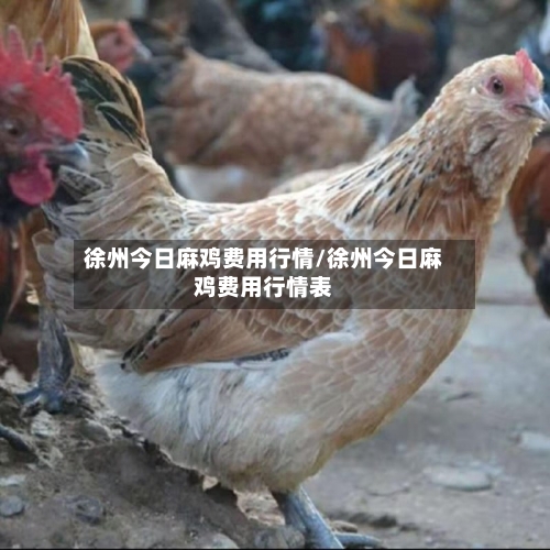 徐州今日麻鸡费用行情/徐州今日麻鸡费用行情表-第2张图片