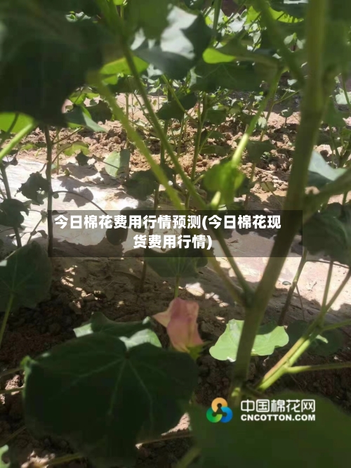 今日棉花费用行情预测(今日棉花现货费用行情)-第2张图片