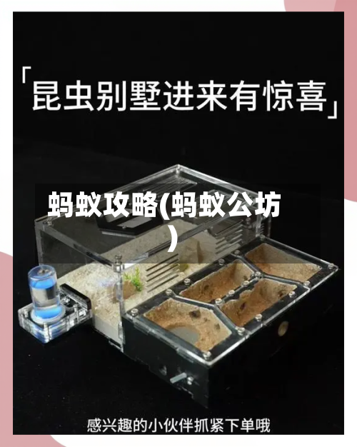 蚂蚁攻略(蚂蚁公坊)-第2张图片
