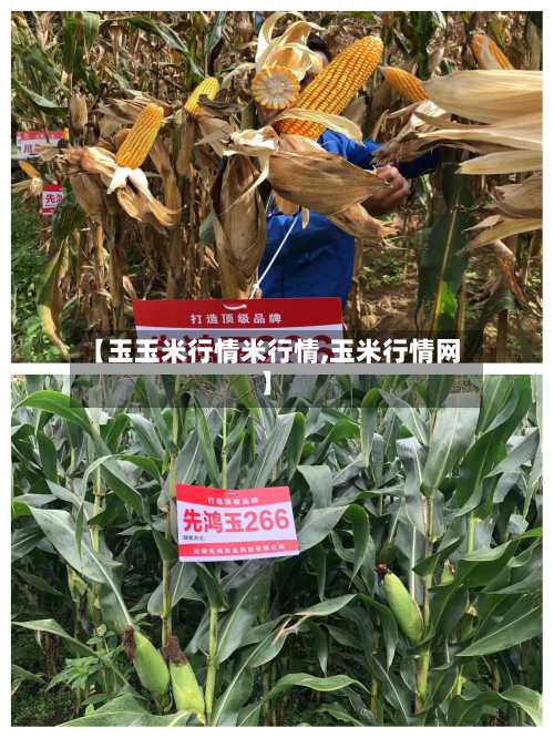 【玉玉米行情米行情,玉米行情网】