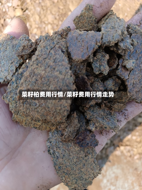 菜籽柏费用行情/菜籽费用行情走势-第2张图片