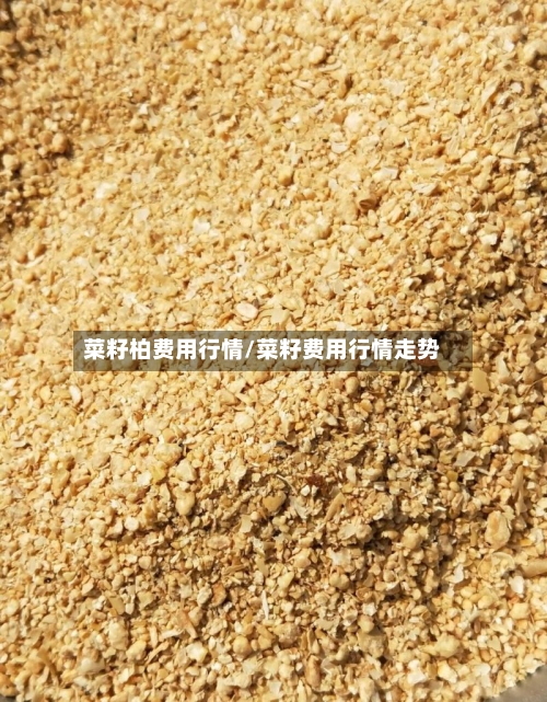 菜籽柏费用行情/菜籽费用行情走势