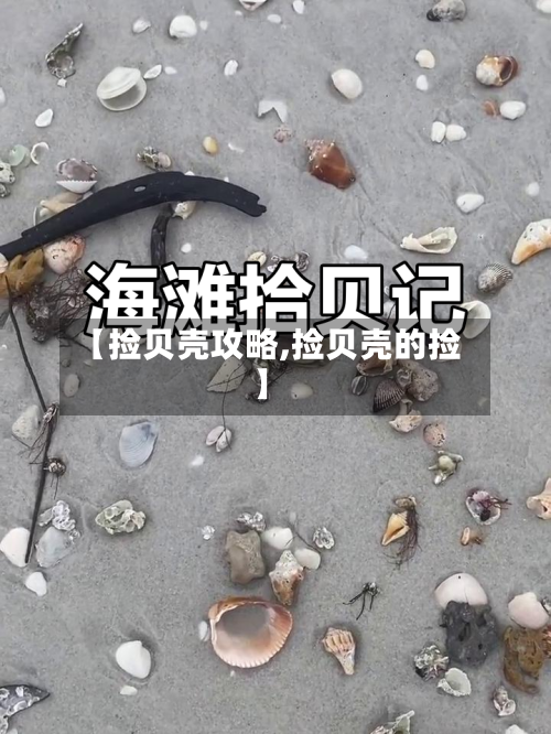【捡贝壳攻略,捡贝壳的捡】-第3张图片