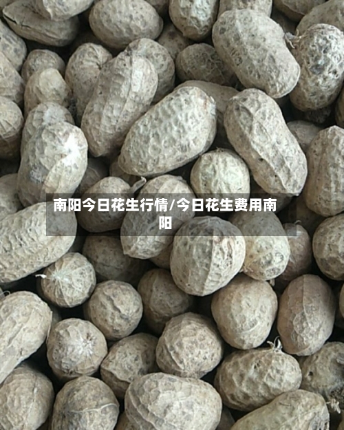 南阳今日花生行情/今日花生费用南阳-第2张图片