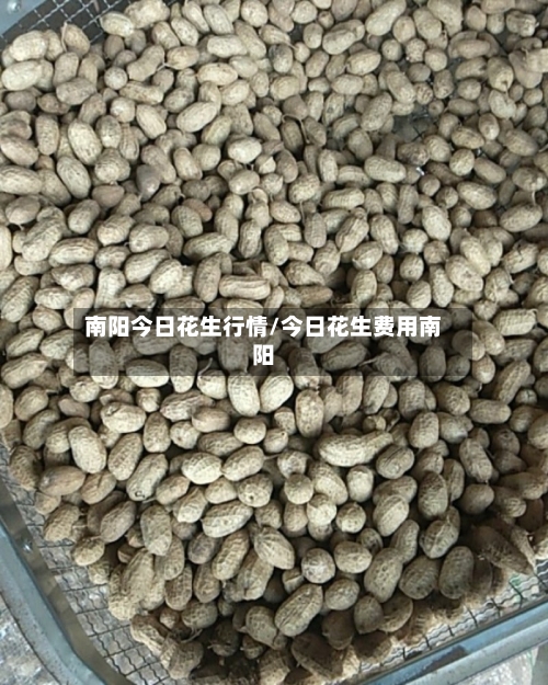 南阳今日花生行情/今日花生费用南阳