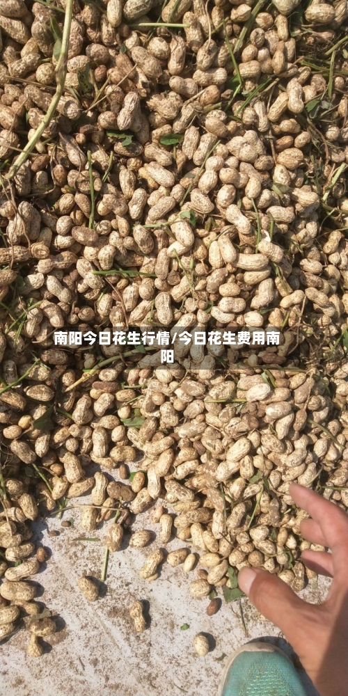 南阳今日花生行情/今日花生费用南阳-第3张图片