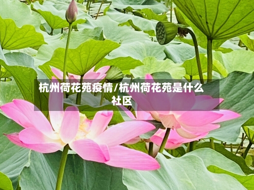 杭州荷花苑疫情/杭州荷花苑是什么社区-第2张图片
