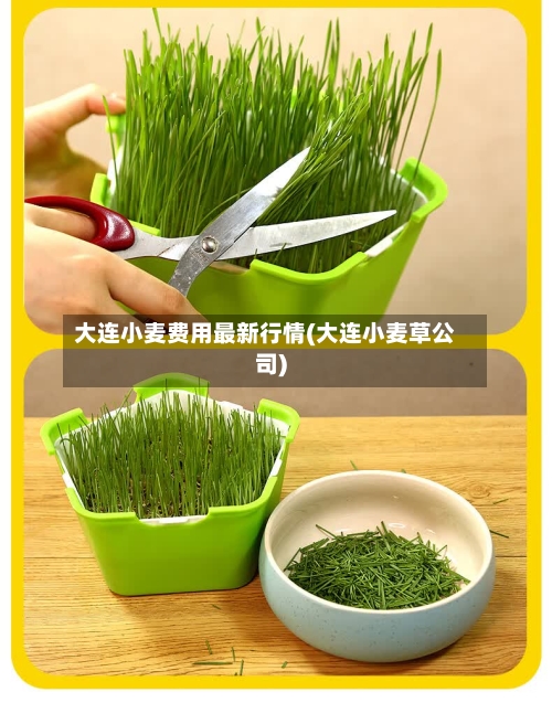 大连小麦费用最新行情(大连小麦草公司)-第2张图片