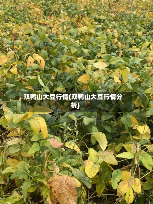 双鸭山大豆行情(双鸭山大豆行情分析)-第1张图片