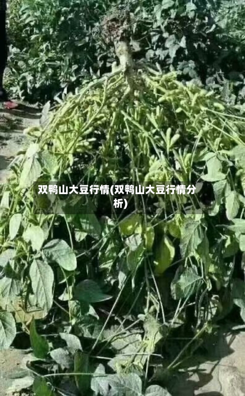 双鸭山大豆行情(双鸭山大豆行情分析)-第2张图片