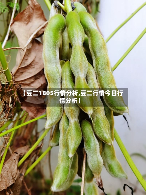 【豆二1805行情分析,豆二行情今日行情分析】-第2张图片