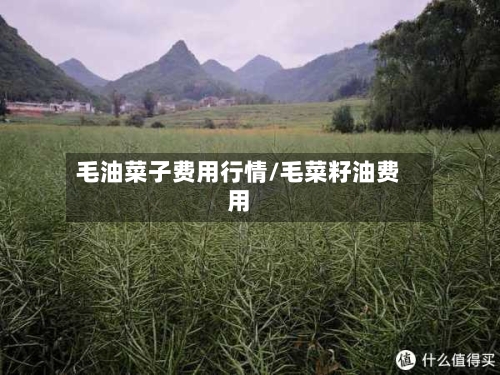 毛油菜子费用行情/毛菜籽油费用-第3张图片