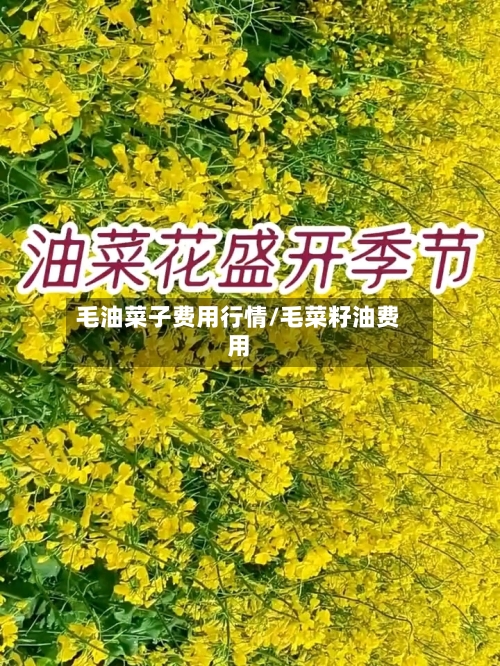 毛油菜子费用行情/毛菜籽油费用-第2张图片