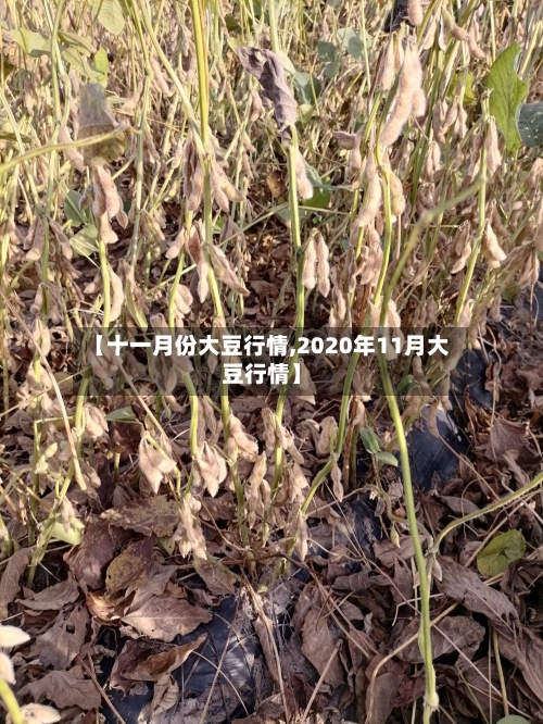 【十一月份大豆行情,2020年11月大豆行情】-第3张图片